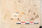 Foto (Detailansicht) von Acer decipiens Braun (NHMW-GEO-2024-0188-11400)